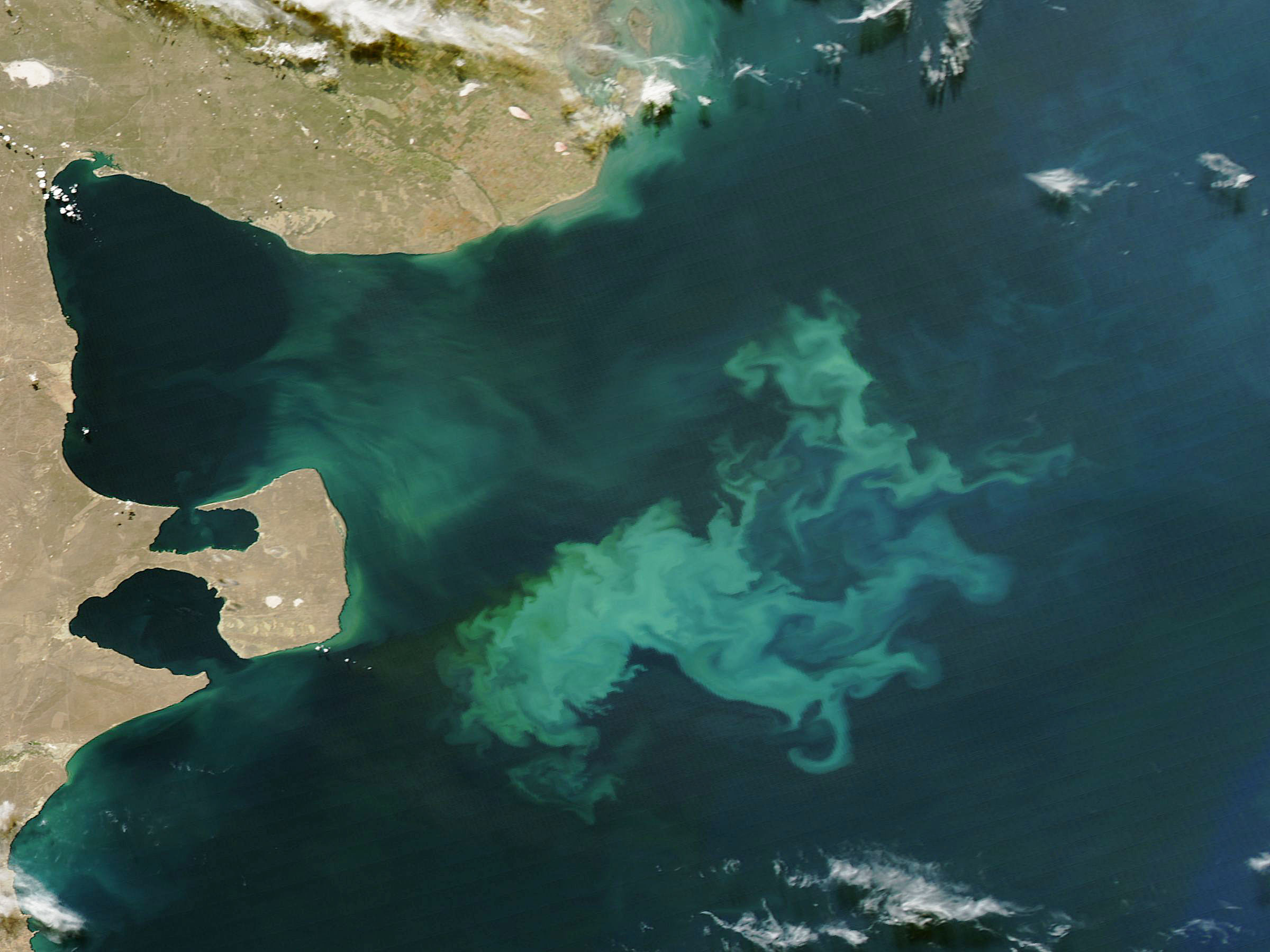 Warmer water and ocean acidification harm important plankton