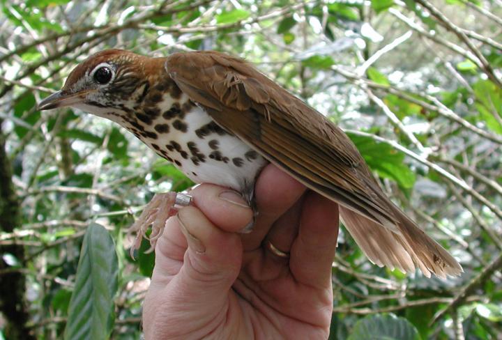 Thriving bird populations adapt better to new climate conditions