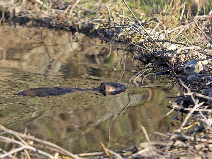 Study examines the efficacy of beaver dams
