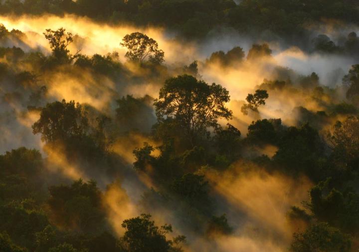 Recent drought completely shut down Amazon Basin's carbon sink