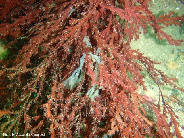 Bacteria can cause bleaching disease in seaweeds