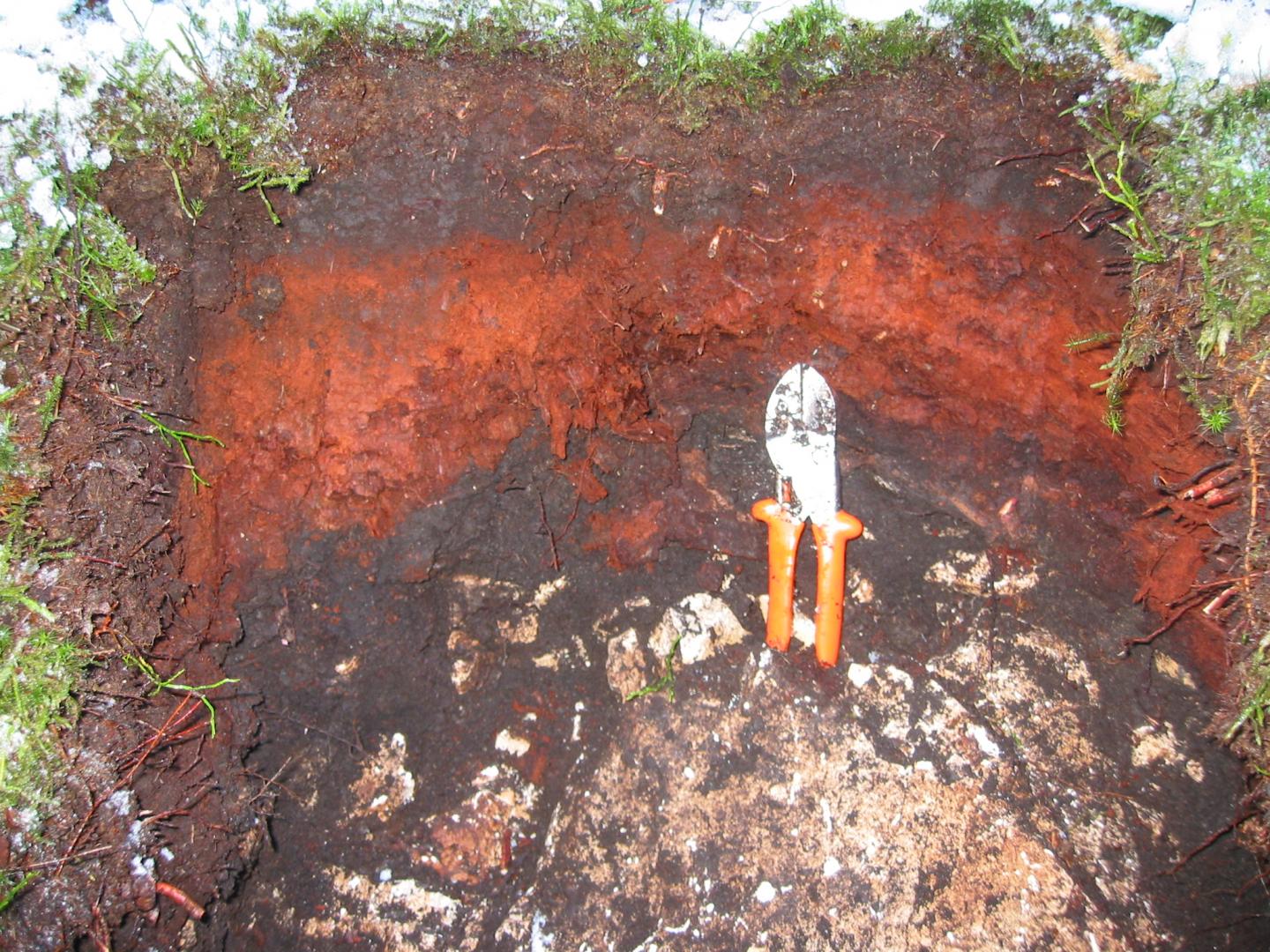 Humus-rich soil is disappearing in forests of the Bavarian Alps