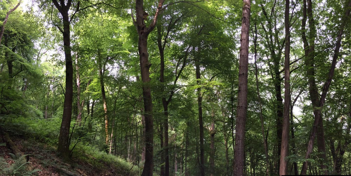 Beech forests across western Europe are increasingly at risk from drought