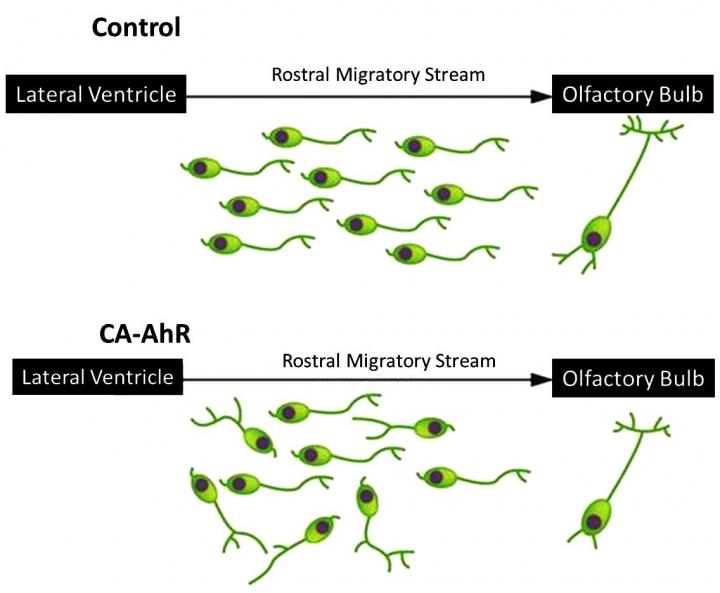 Environmental pollutant dioxin alters brain development