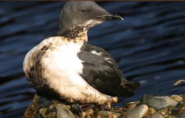 Even small offshore oil spills put seabirds at risk
