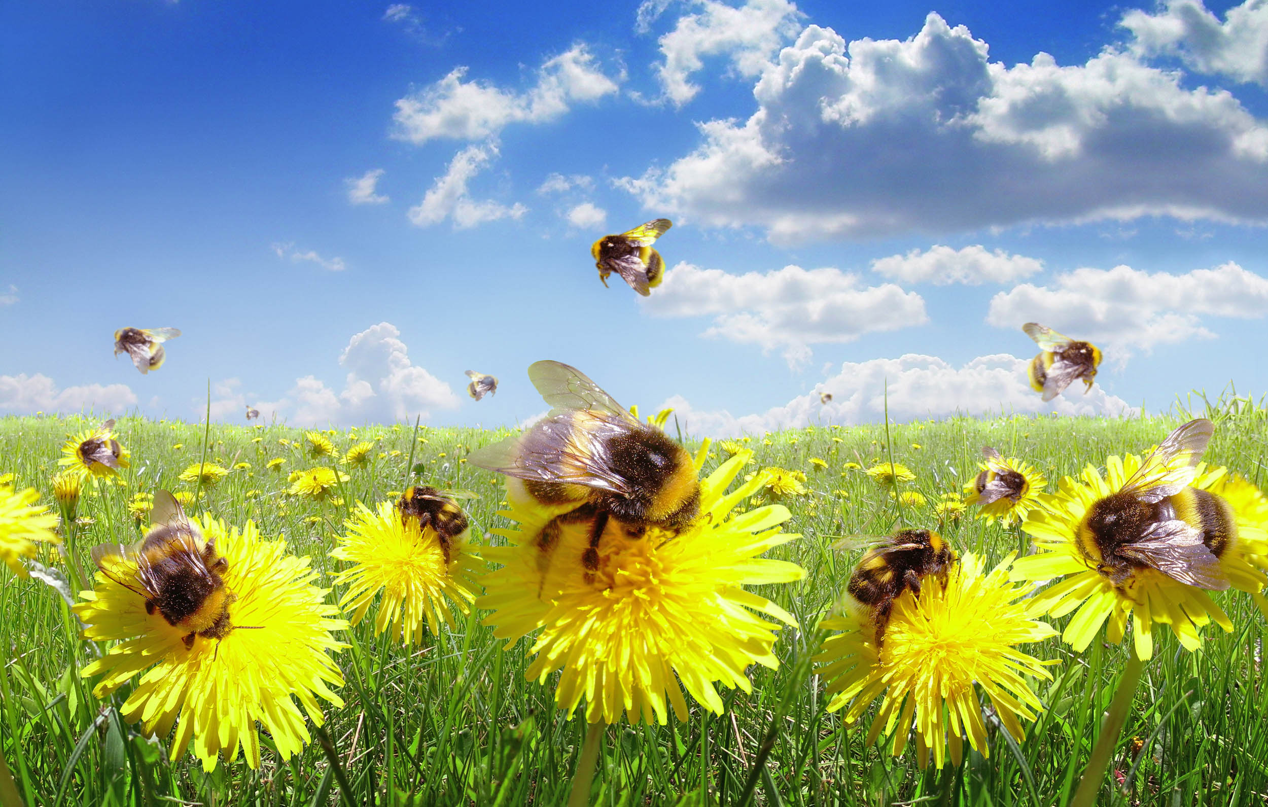 Scientists: Help save the bees by keeping lawns natural