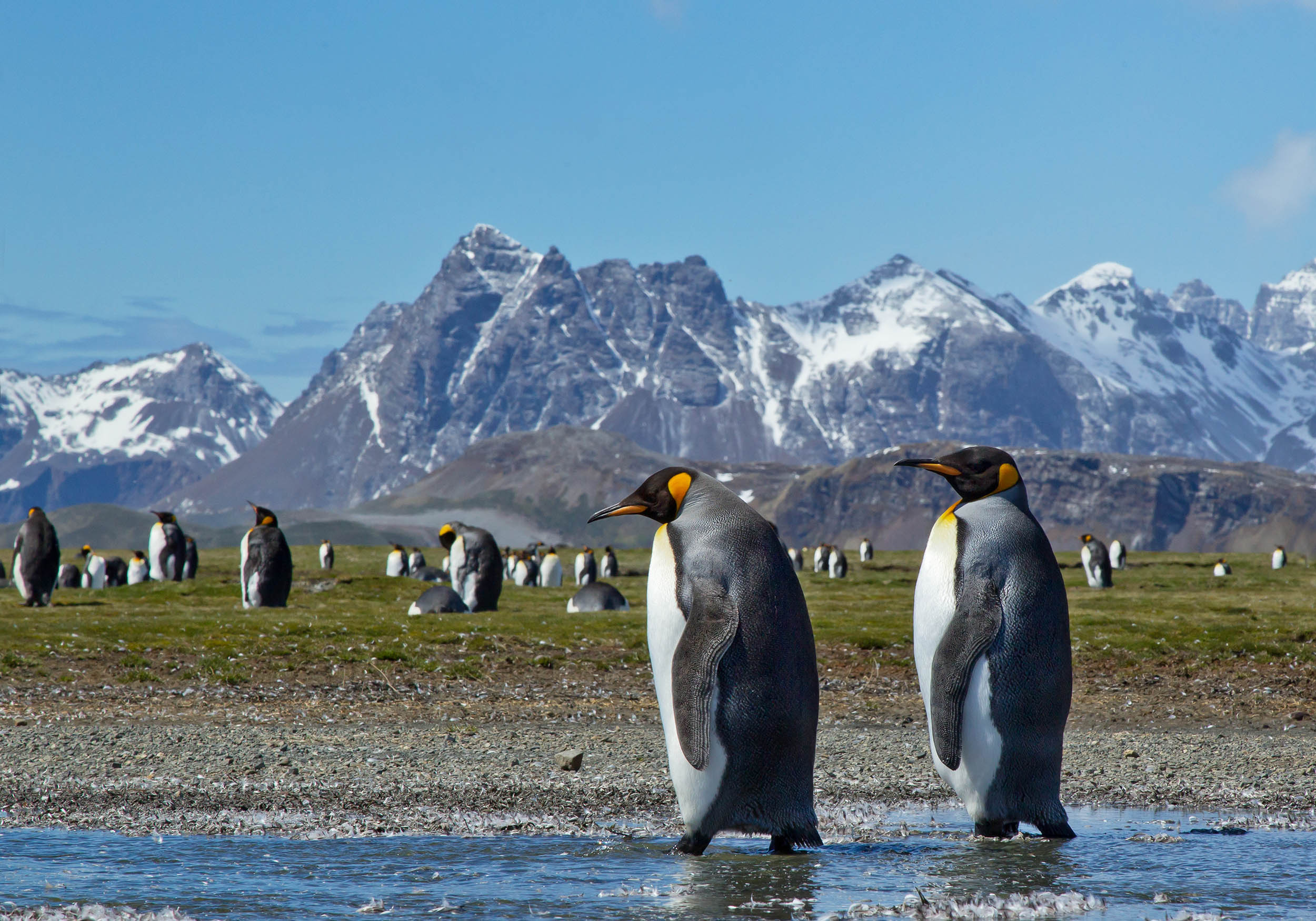 Citizen scientists help NASA conserve penguins