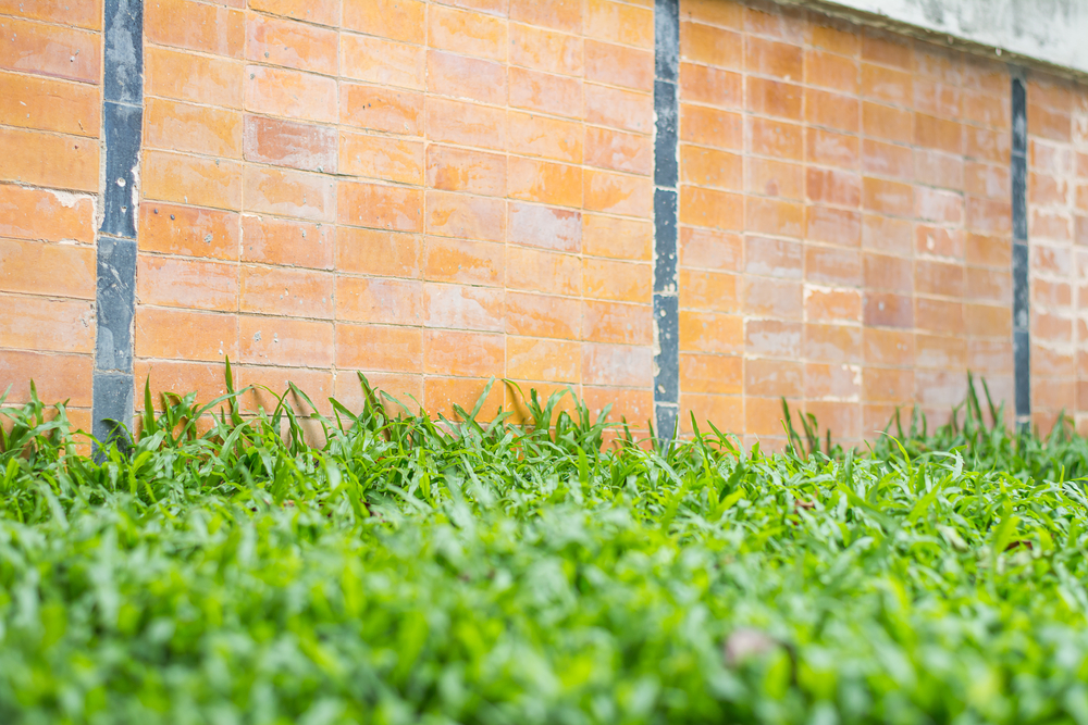 Cheatgrass invasion in western states terrorizes plant life