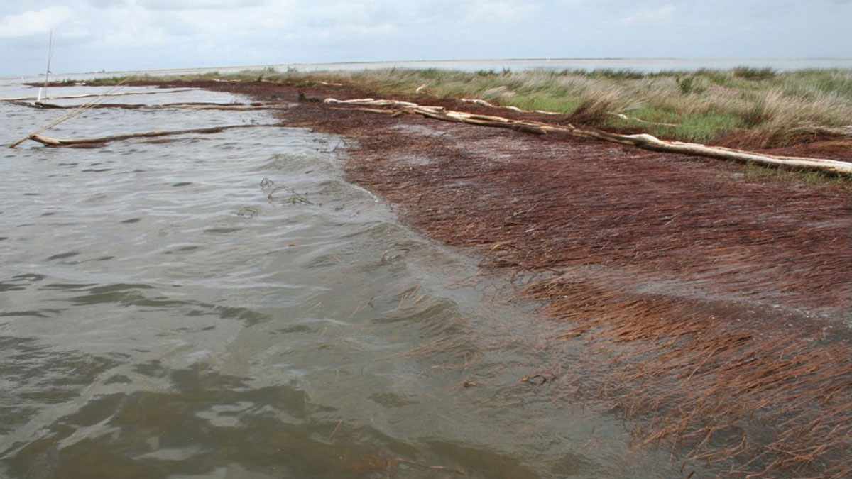 Deepwater Horizon oil spill caused dramatic shoreline loss in Louisiana