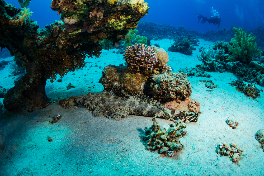 Deep sea coral in North Atlantic faces threat from climate change