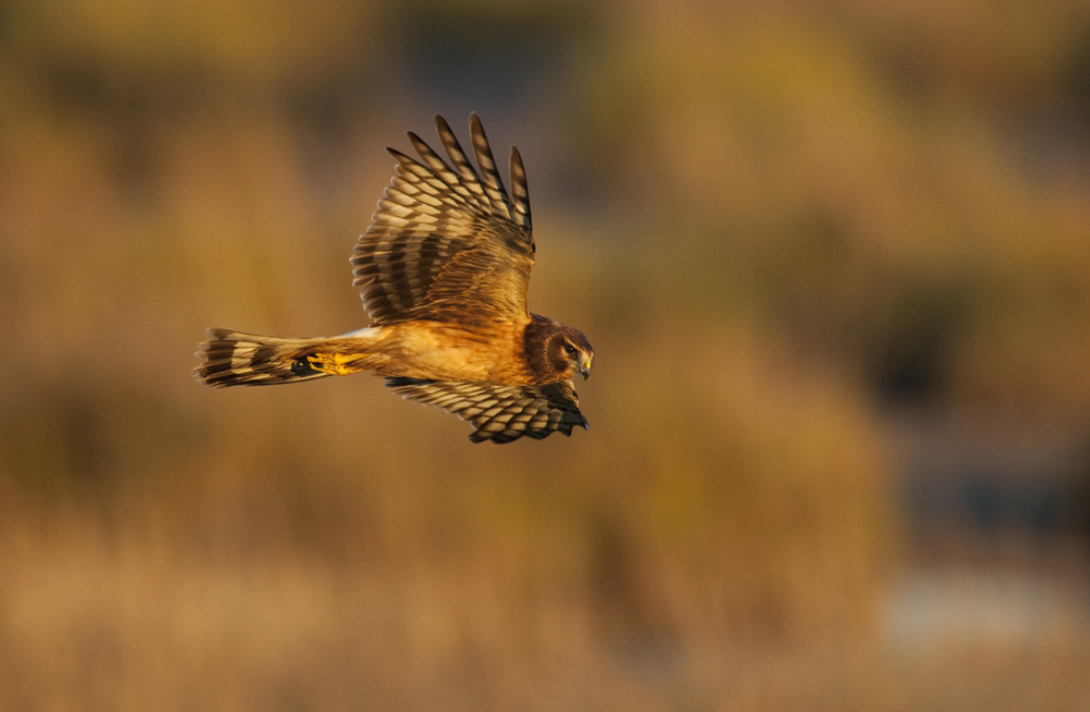 Hen harrier is two separate species, gene study finds
