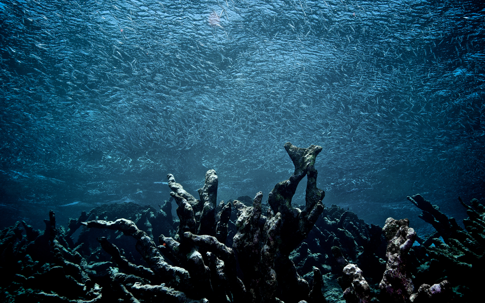 Great Barrier Reef sees record coral deaths this year