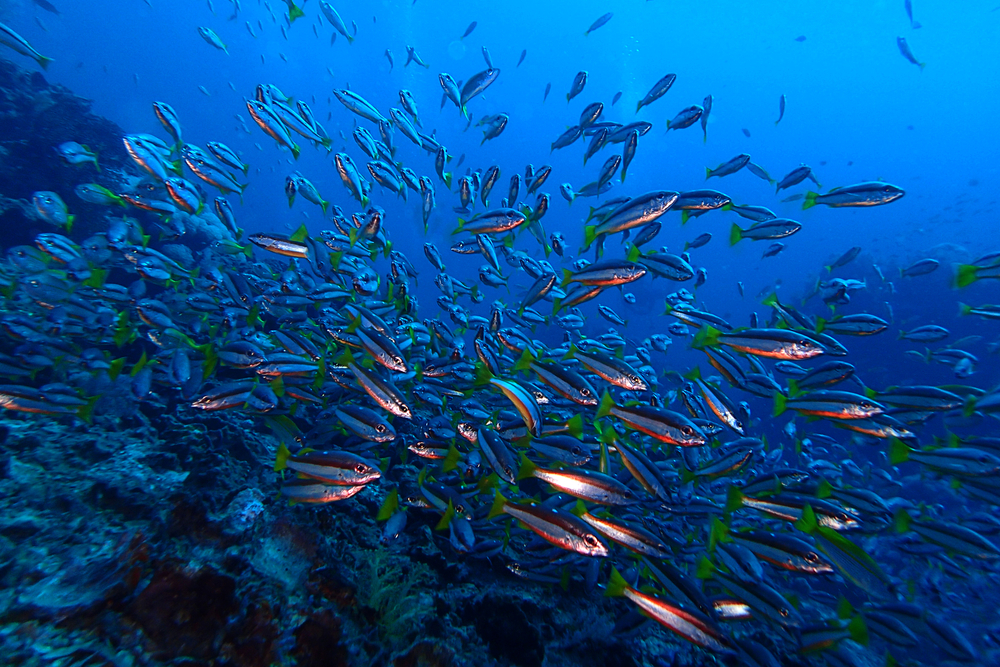 Marine incentives programs offer hope for the oceans