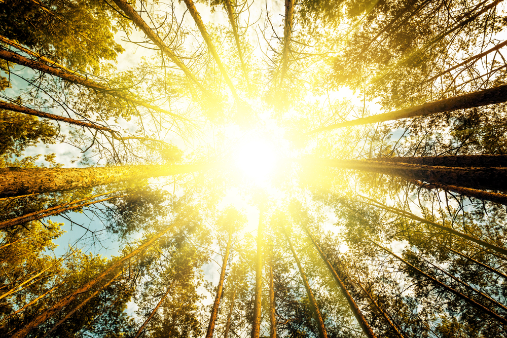 Plastic solar cells now absorb a wider range of sunlight