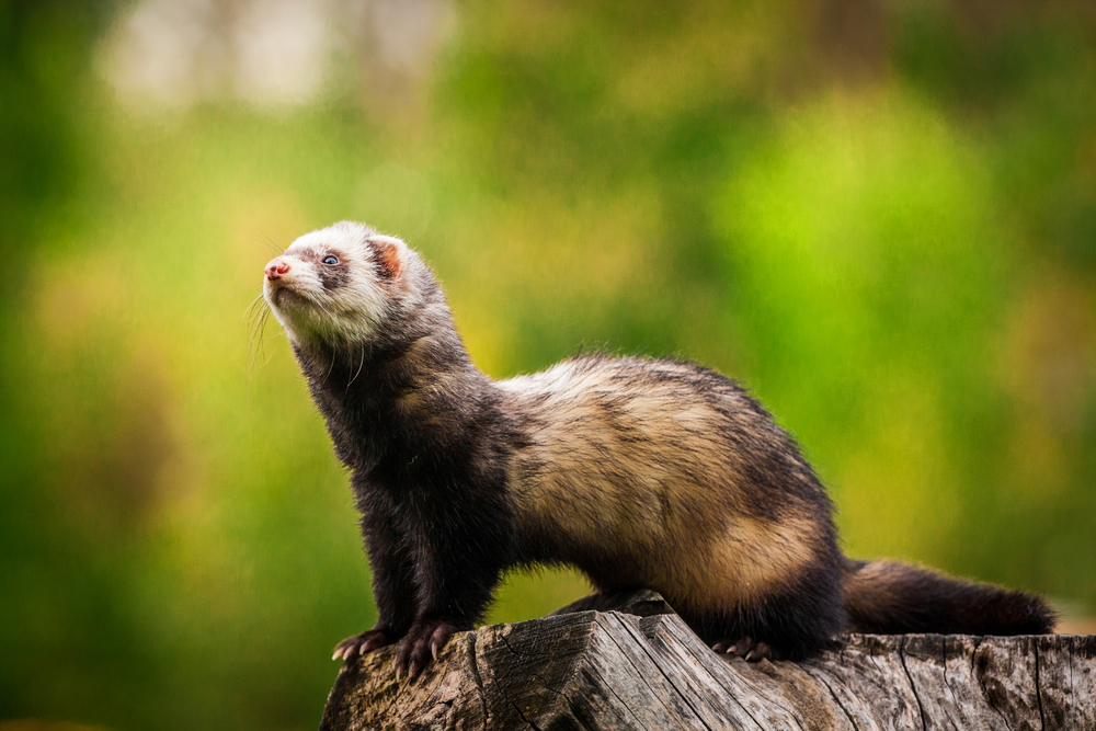 Black-footed ferrets make themselves at home in Colorado