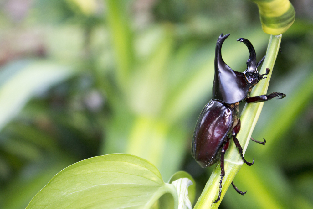 Tundra beetle adds to evidence Antarctica wasn't always frozen