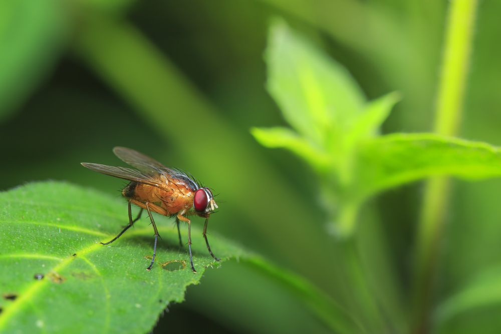 Fruit fly fights illustrate social behavior patterns