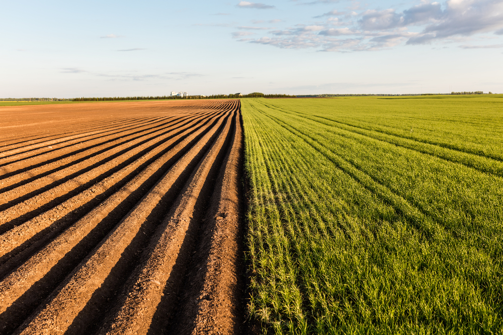 Drought-resistant plants hold key to new food sources