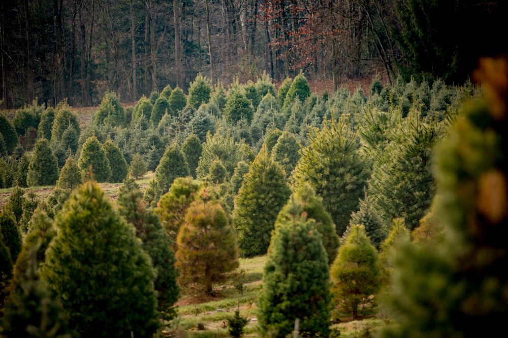 Grinch steals five rare 'Christmas' trees from Scottish park