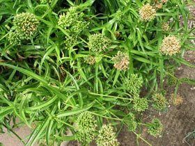 Schiedea stellarioides