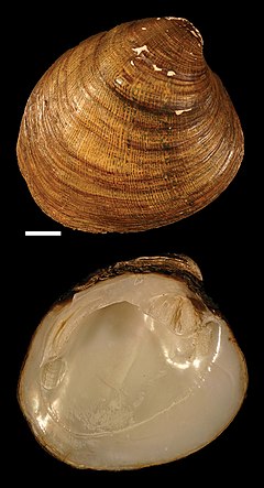 Dromus dromas