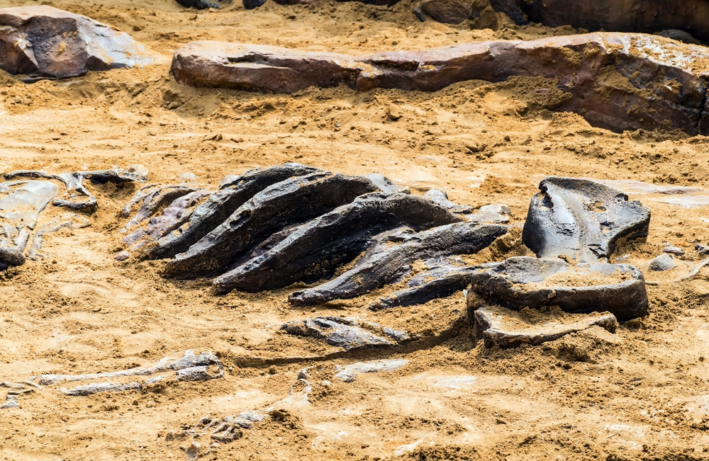 California man's dowsing rod points him to possible ice age coyote