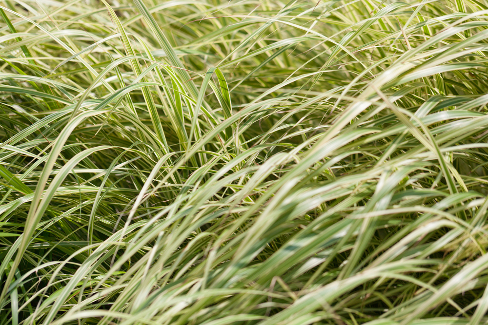 Switchgrass may help farmers recover lost topsoil