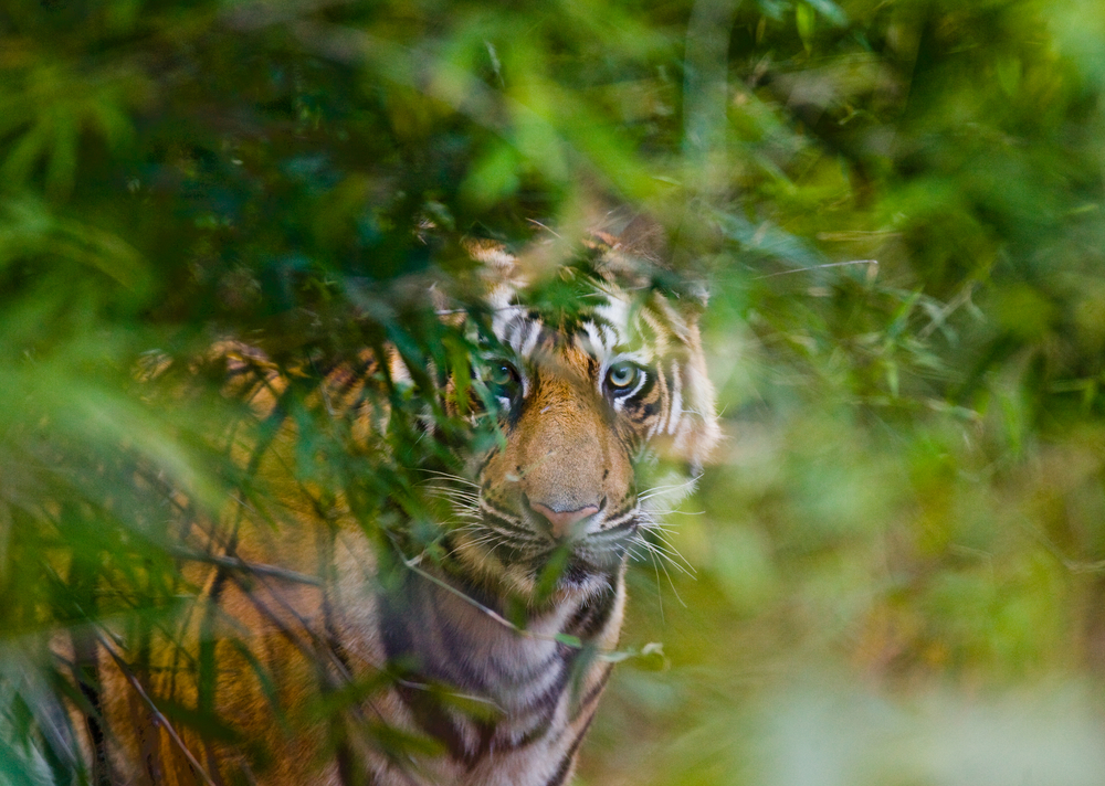 10 must-see movies and TV shows that showcase our wild world