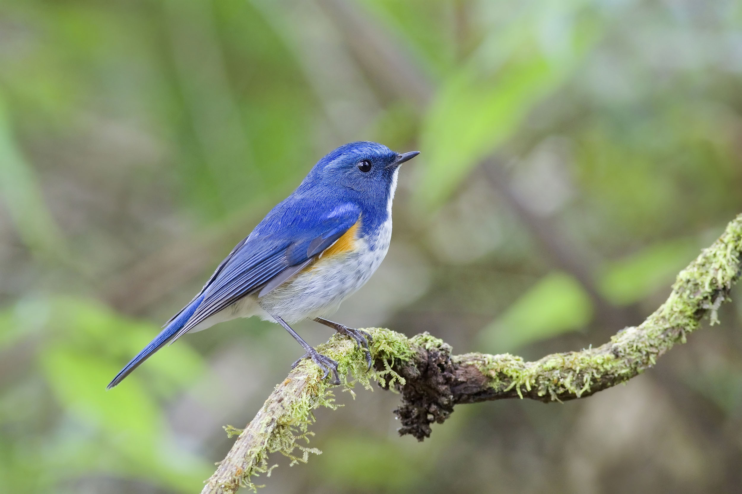 Northern bird species at risk of extinction due to global warming