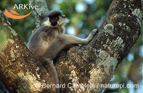 Trachypithecus (=Presbytis) pileatus