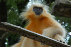 Trachypithecus (=Presbytis) geei