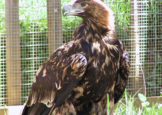 Aquila heliaca adalberti