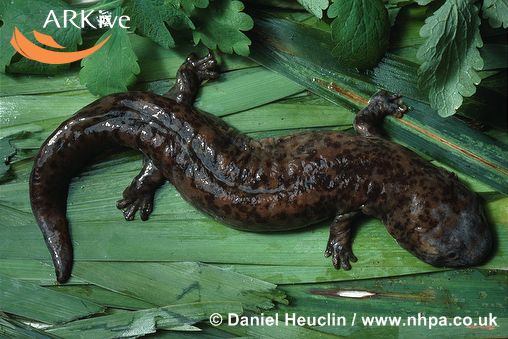 Andrias davidianus (=davidianus d.)