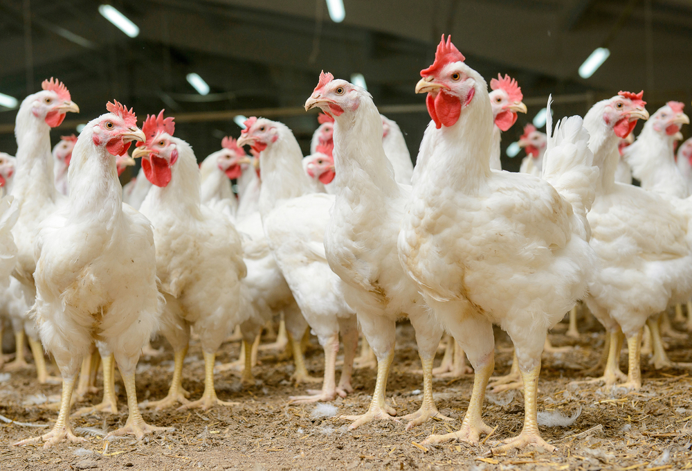 Chicken psychology: birds may be smarter, more complex than we thought