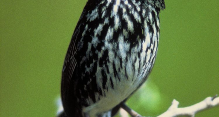 Acrocephalus percernis aquilonis