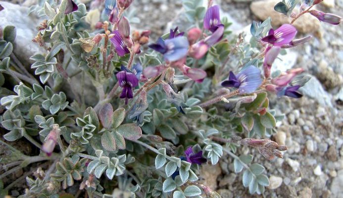 Astragalus albens