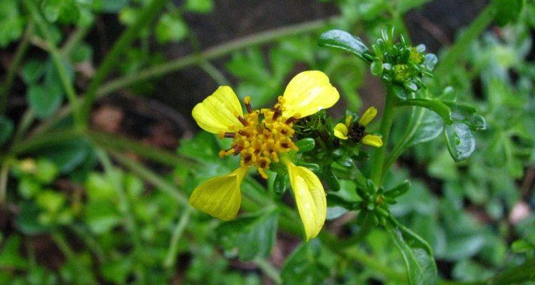 Bidens hillebrandiana ssp. hillebrandiana