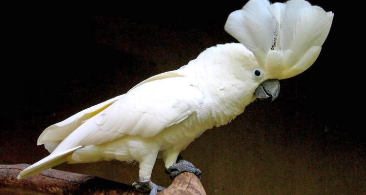 Cacatua alba