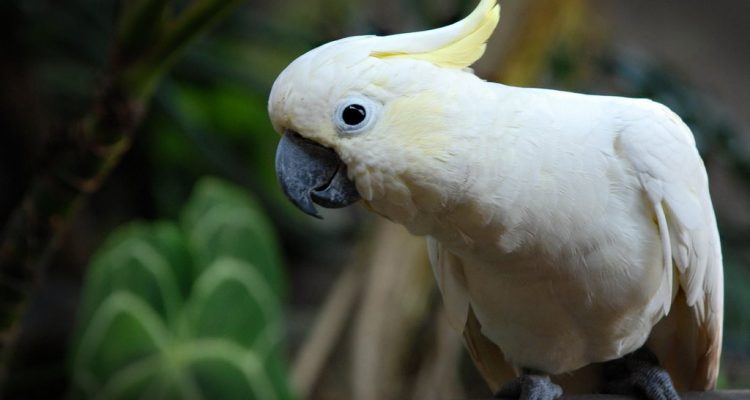 Cacatua sulphurea