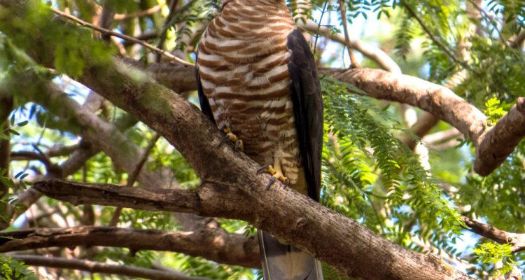 Chondrohierax uncinatus wilsonii