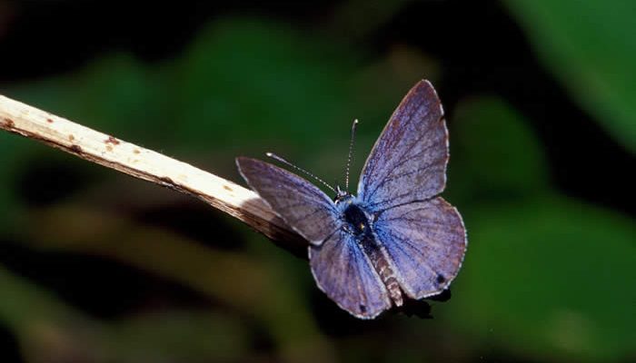 Cyclargus (=Hemiargus) thomasi bethunebakeri