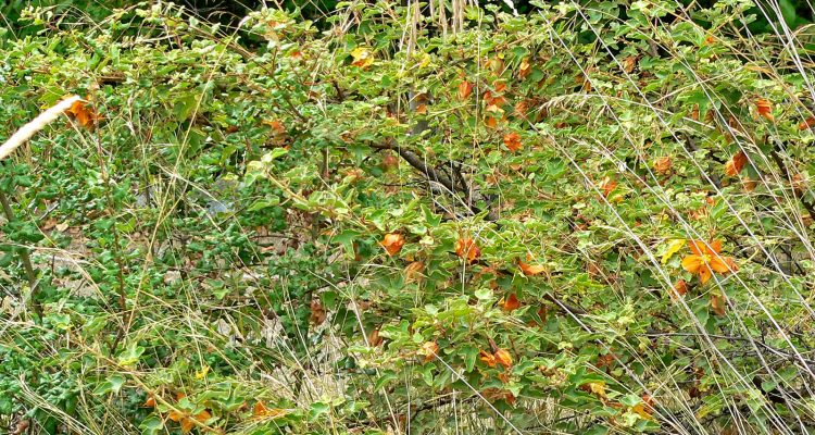 Fremontodendron californicum ssp. decumbens