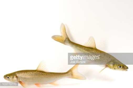 Gila robusta jordani