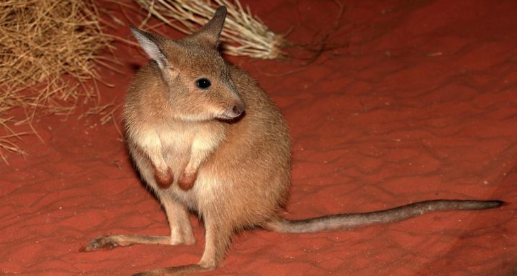 Lagorchestes hirsutus