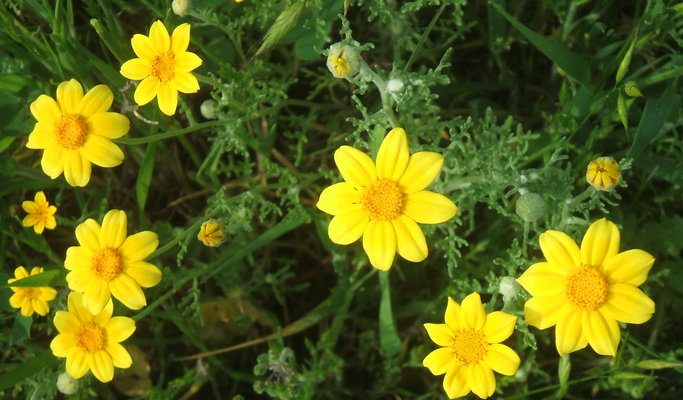 Pseudobahia peirsonii