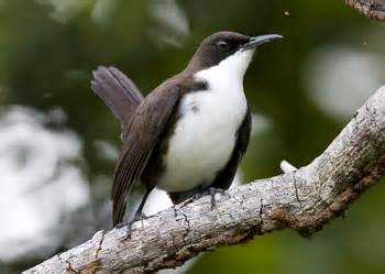Ramphocinclus brachyurus