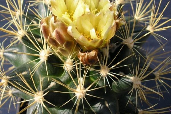 Sclerocactus brevihamatus ssp. tobuschii