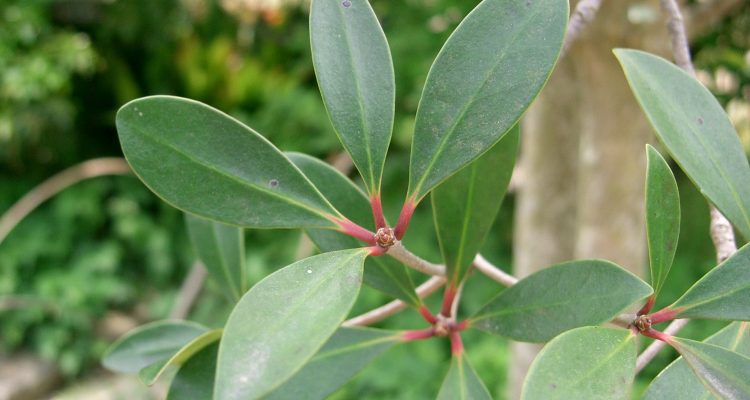 Ternstroemia luquillensis
