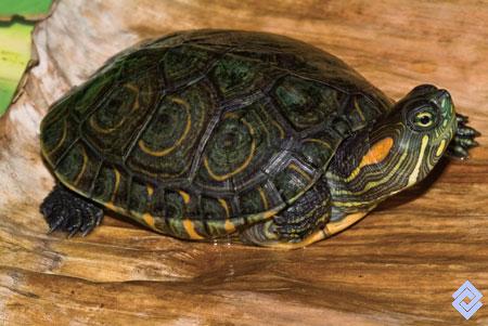 Trachemys scripta callirostris