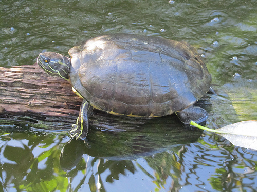 Trachemys terrapen